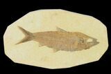 Detailed Fossil Fish (Knightia) - Wyoming #137965-1